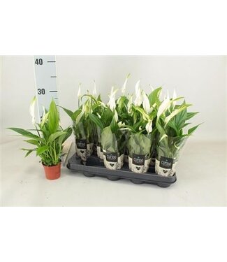 ME Spathiphyllum Perle Cupido | Pro 16 Stück