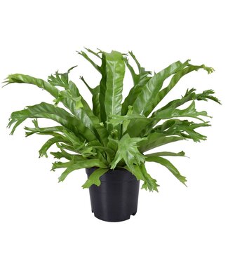 ME Asplenium Crissie | Topfgröße 17 | Pro 6 Stück