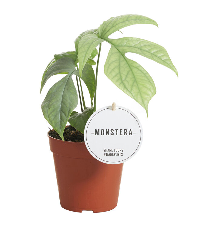 Monstera Amydrium Medium Silver | Per 6 stuks