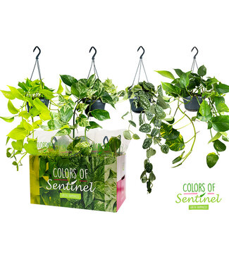 ME Epipremnum Pinnatum Mixed - Hanging pot | Per 6 pieces