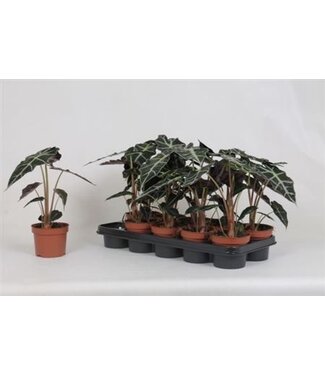 ME Alocasia Polly | Pot size 12 | Per 10 pieces