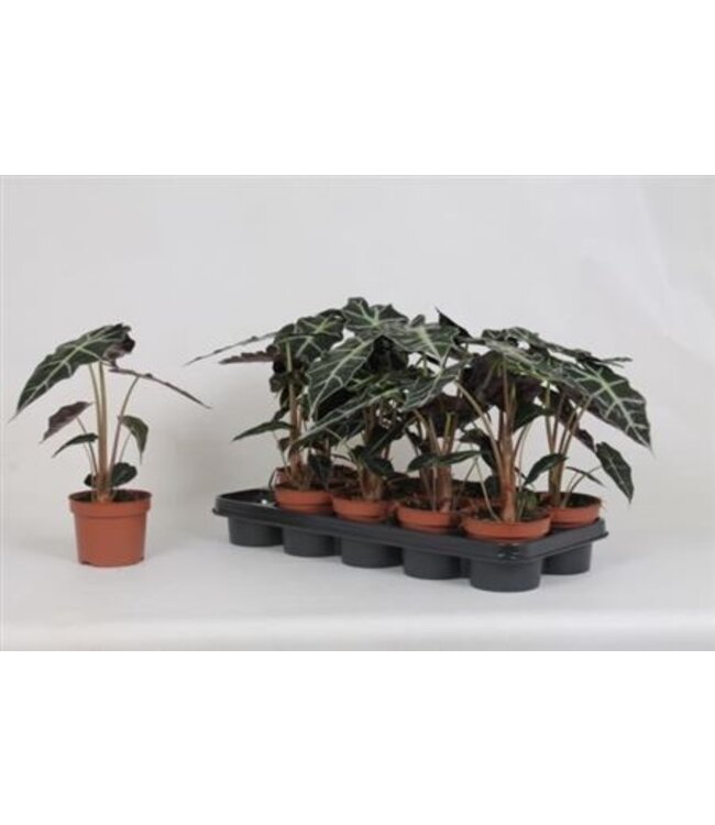 Alocasia Polly | Pot size 12 | Per 10 pieces