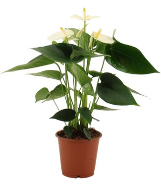 ME Anthurium Cocos in transparent sleeve | Per 10 pieces