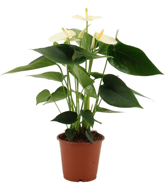 Anthurium Cocos in transparant sleeve | Per 10 stuks