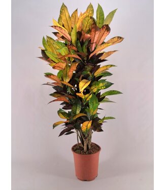 ME Codiaeum Iceton branched 26 cm | Each