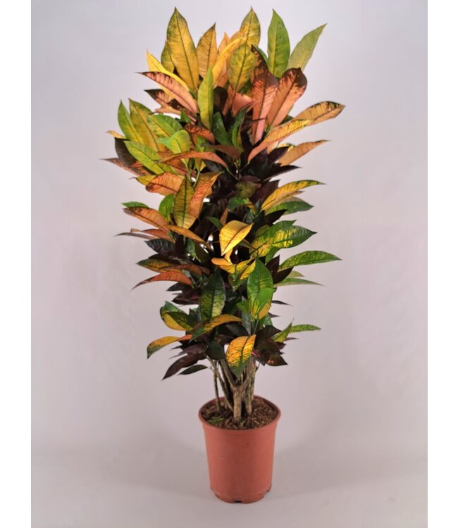 Codiaeum Iceton branched 26 cm | Each