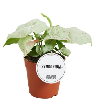 ME Syngonium Confetti | Per 6 pieces