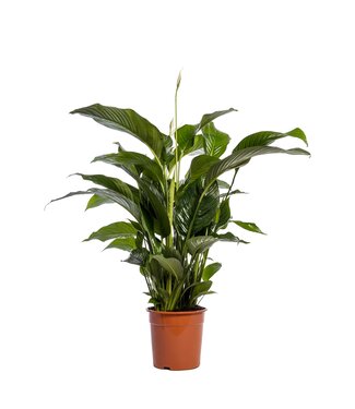 ME Spathiphyllum 'Sweet Lauretta' blanco | Per stuk