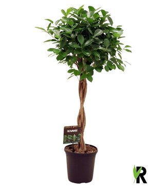 ME Ficus micr. Moclame braided trunk | each