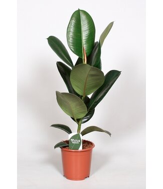 ME Ficus Elastica Robusta | Per 6 pieces