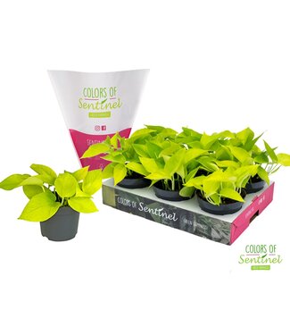 ME Epipremnum pinnatum Golden Pothos LESS PLASTIC | Per 6 pieces