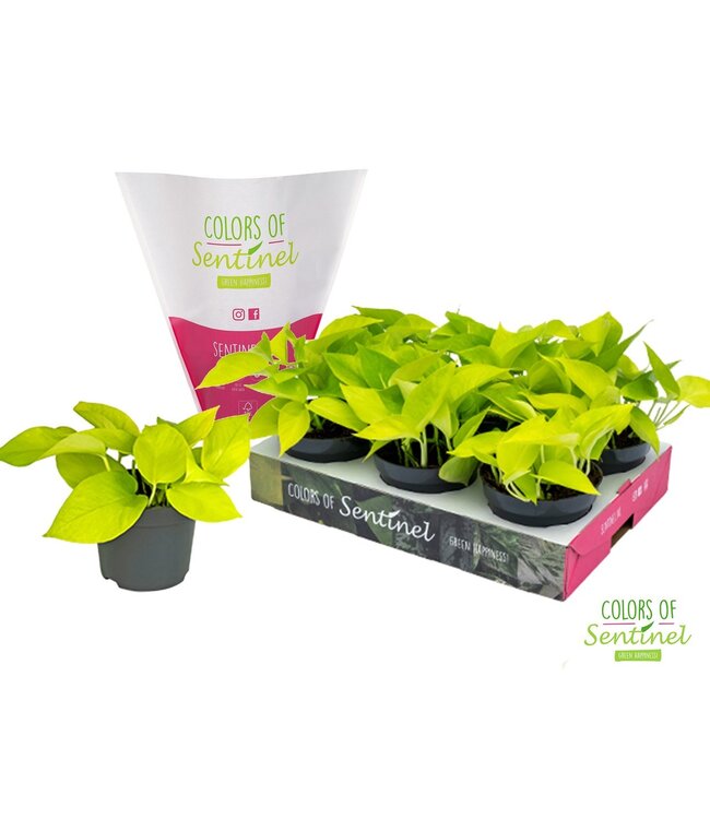 Epipremnum pinnatum Golden Pothos LESS PLASTIC | Pro 6 Stück