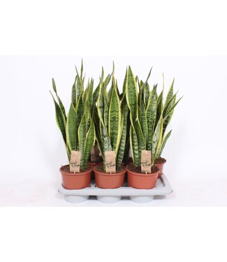 ME Sansevieria Laurentii | Per 6 stuks