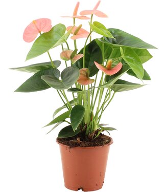 ME Anthurium light pink | Per 10 pieces