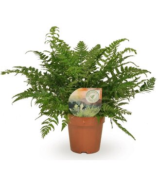 ME Polystichum tsussimense / Athyrium | Per 10 pieces