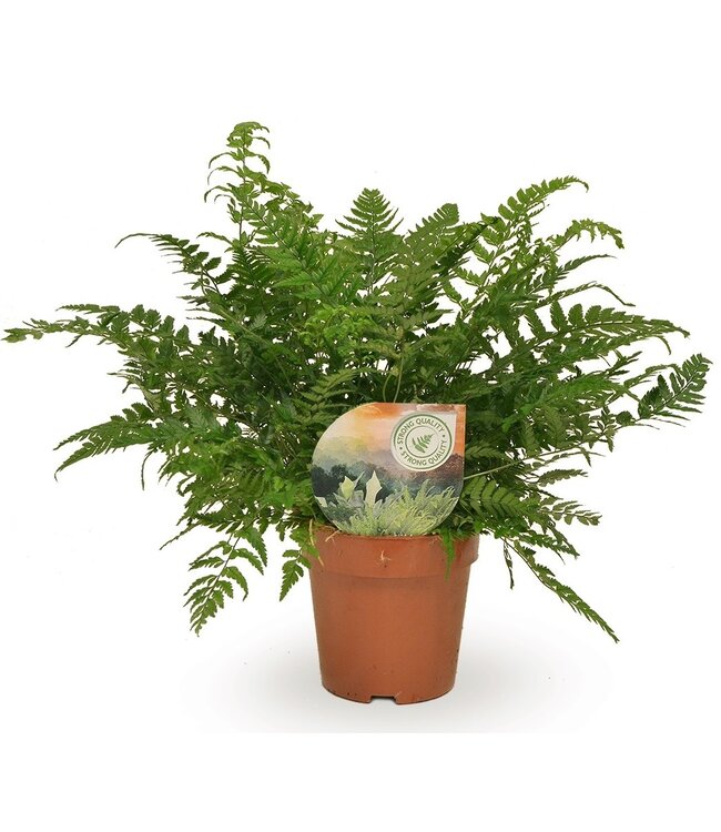 Polystichum tsussimense / Athyrium | Per 10 stuks