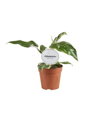 ME Philodendron White Princess B Grade | Per 6 stuks