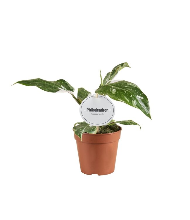 Philodendron White Princess B Grade | Per 6 pieces