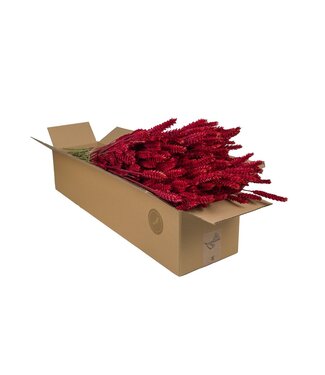 ME Dry flowers - Wheat Red | Per 4 pieces