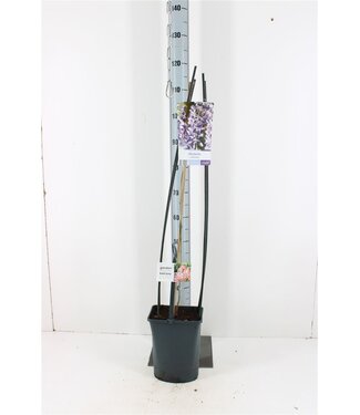 ME Wisteria Sinensis + Label P23 | Per piece