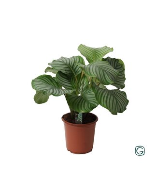 ME Calathea Orbifolia Dicke 2 | Topfgröße 21 | Einzeln