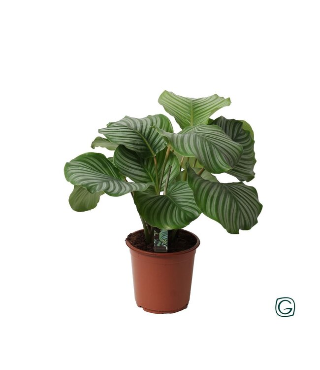 Calathea Orbifolia Dicke 2 | Topfgröße 21 | Einzeln