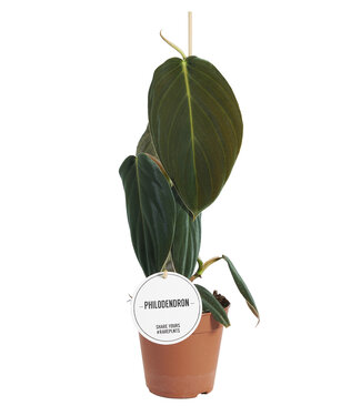 ME Philodendron Gigas | Per 6 stuks