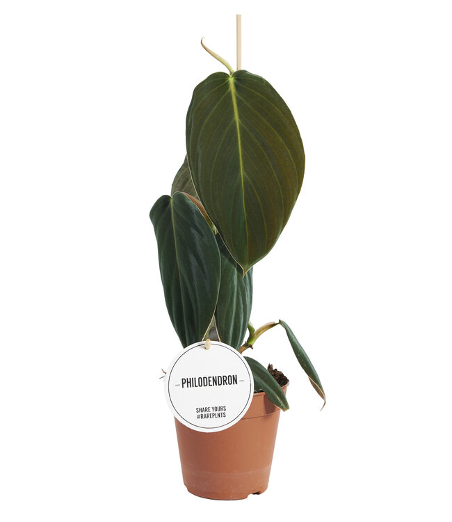 Philodendron Gigas | Pro 6 Stück