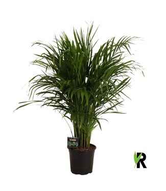 ME Dypsis lutescens | Per stuk