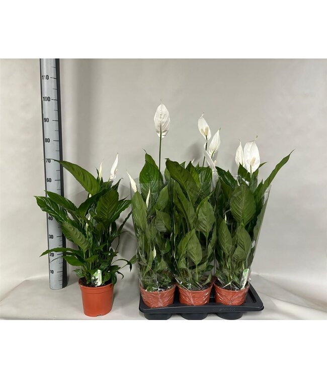 Spathiphyllum Verdi | Stück für Stück