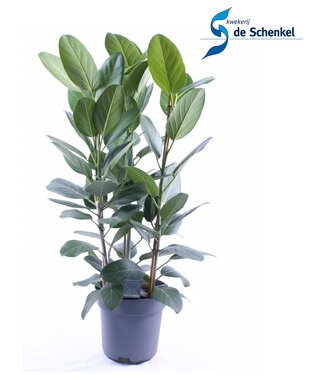 ME Ficus Audrey Büschel 3 Stecklinge pp | Pro 5 Stück