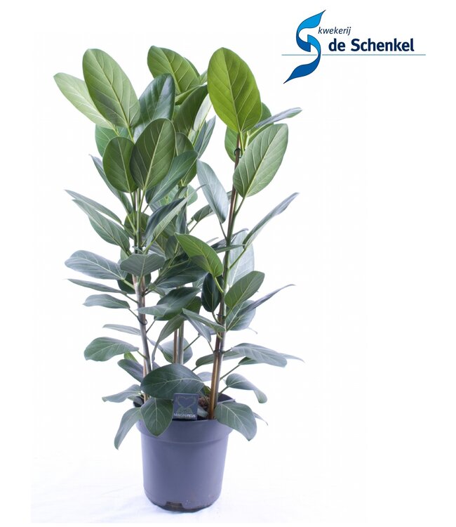 Ficus Audrey Büschel 3 Stecklinge pp | Pro 5 Stück