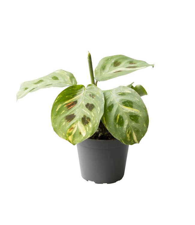 Calathea Kerchoveana Variegata 6 cm | Pro 12 Stück