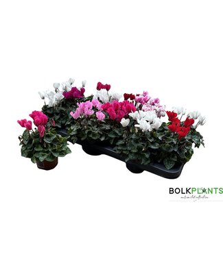 ME Cyclamen Kl S S Compact Gemengd P9 | Per 12 stuks