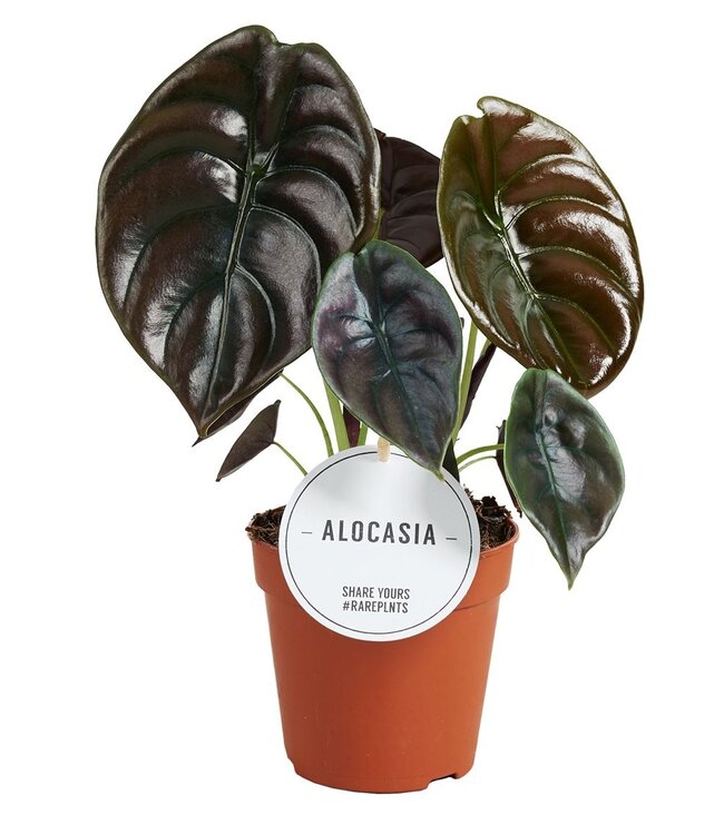 Alocasia Red Secret | Per 6 stuks