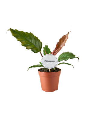 ME Philodendron Choco Empress | Per 6 pieces