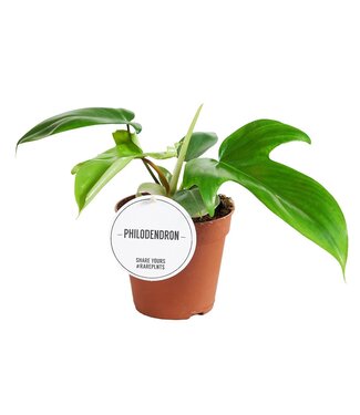 ME Philodendron squamiferum | Per 6 pieces