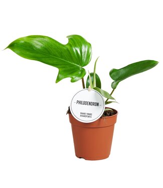 ME Philodendron Green Beauty | Per 6 stuks