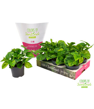 ME Epipremnum pinnatum Global Green LESS PLASTIC | Per 6 pieces