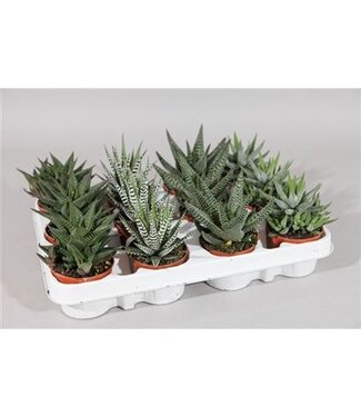 ME Haworthia Gemengd P8 | Per 12 stuks