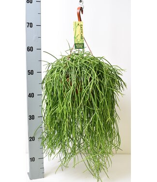 ME Rhipsalis baccifera Shaferi | Per 3 pieces