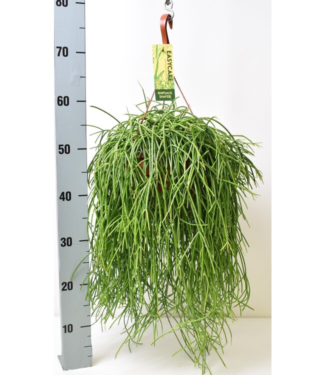 Rhipsalis baccifera Shaferi | Per 3 stuks