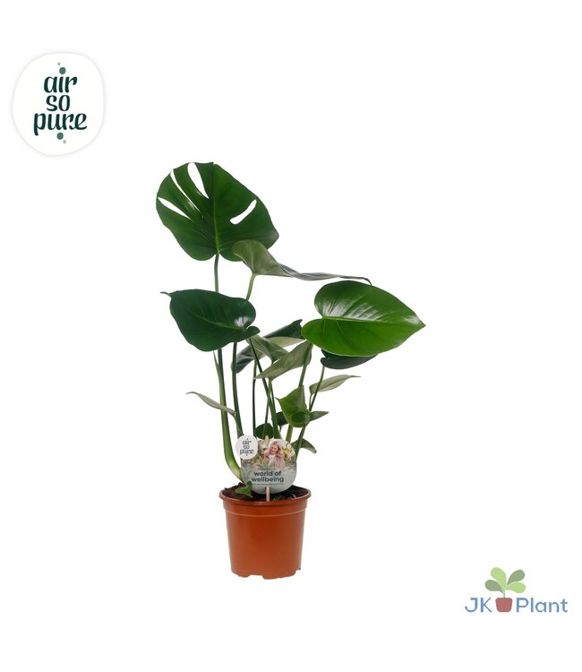 Monstera Deliciosa "Disc Etiket Air So Pure" -> le | Per 8 stuks