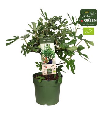 ME Ficus carica 'Little Miss Figgy' Patio Bio P23 | Per piece