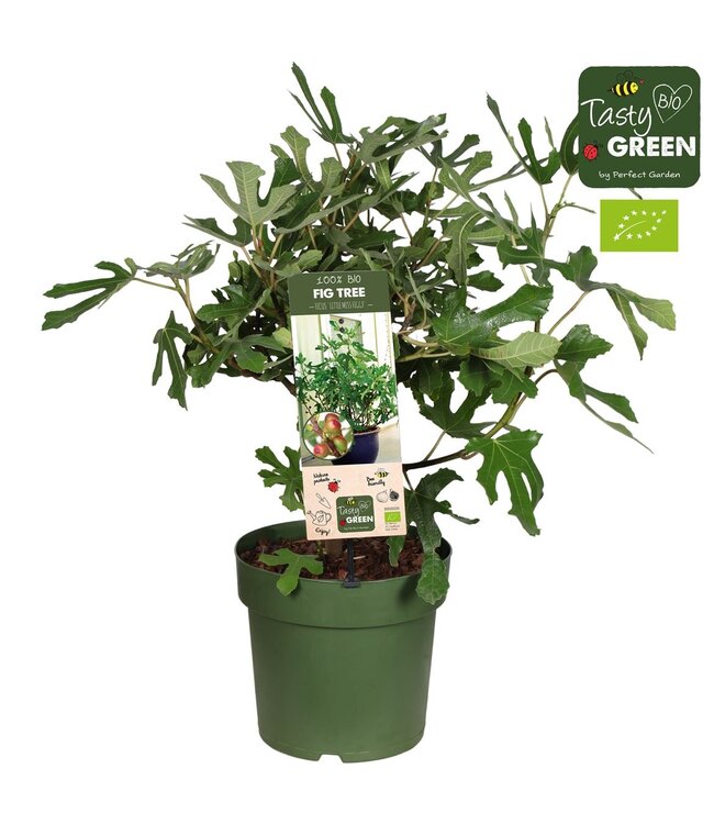 Ficus carica 'Little Miss Figgy' Patio Bio P23 | Per piece