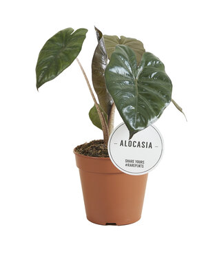 ME Alocasia Yucatán Princess | Per 6 stuks