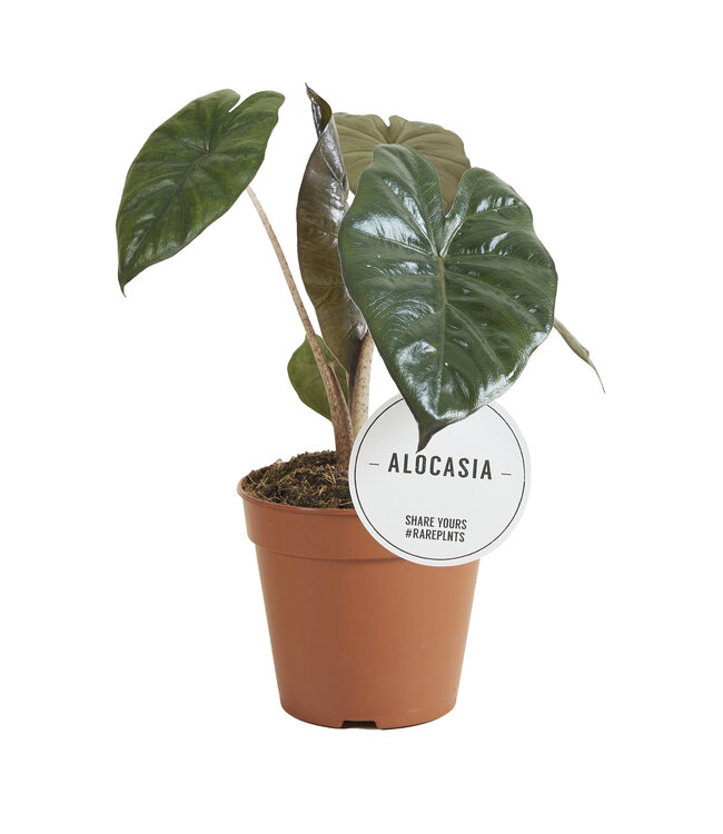 Alocasia Yucatán Princess | Per 6 stuks