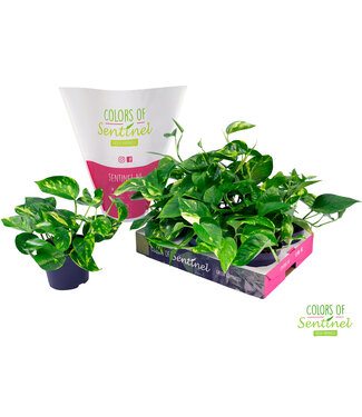 ME Epipremnum pinnatum Aureum LESS PLASTIC | Per 6 pieces