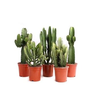 ME Euphorbia Mixed | Per 4 pieces