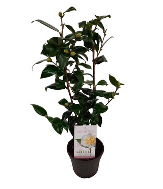 ME Camellia japonica 'Brushfield's Yellow' 15 cm | Pro 6 Stück